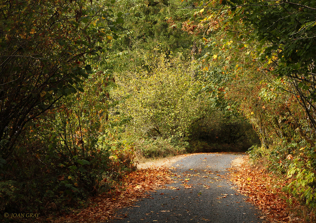 Country Lane Mehama OR, early September Joan Gray Flickr