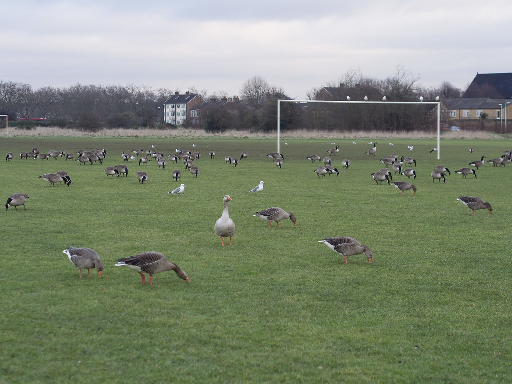 Football Geese Wanstead Flats, London Magic Pea Flickr