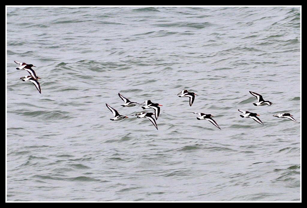Quick flying Oyster Catchers Red Wharf Bay, Anglesey Flickr