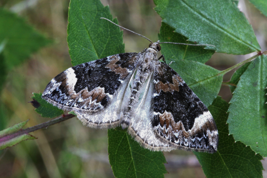 Dark Marbled Carpet. (Dysstroma citrata) Far Forest, Worce… Flickr