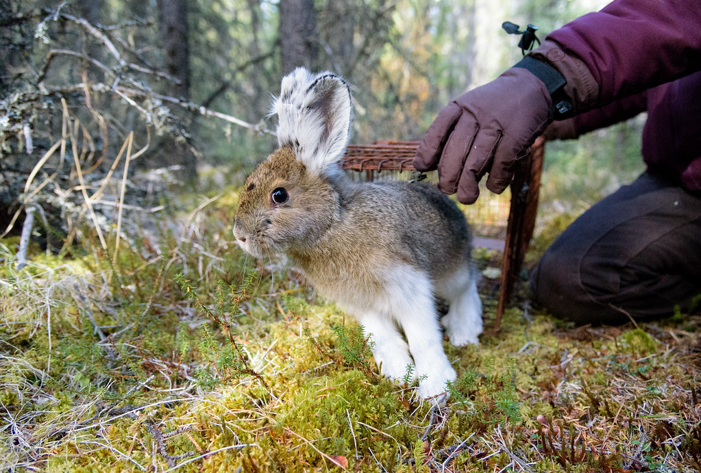 Snowshoe Hare Release Releasing snowshoe hares from livec… Flickr
