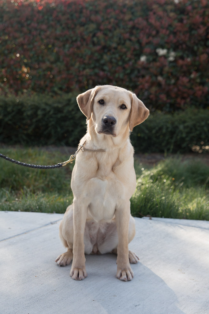 Why Are Guide Dogs Yellow Labs