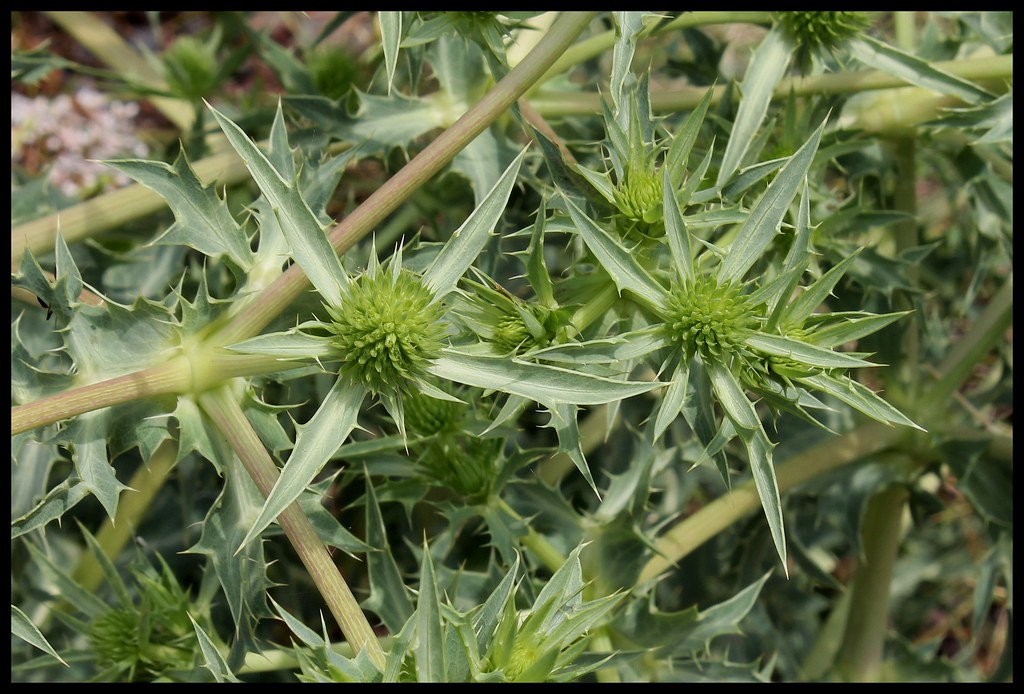 Eryngium campestre Flickr