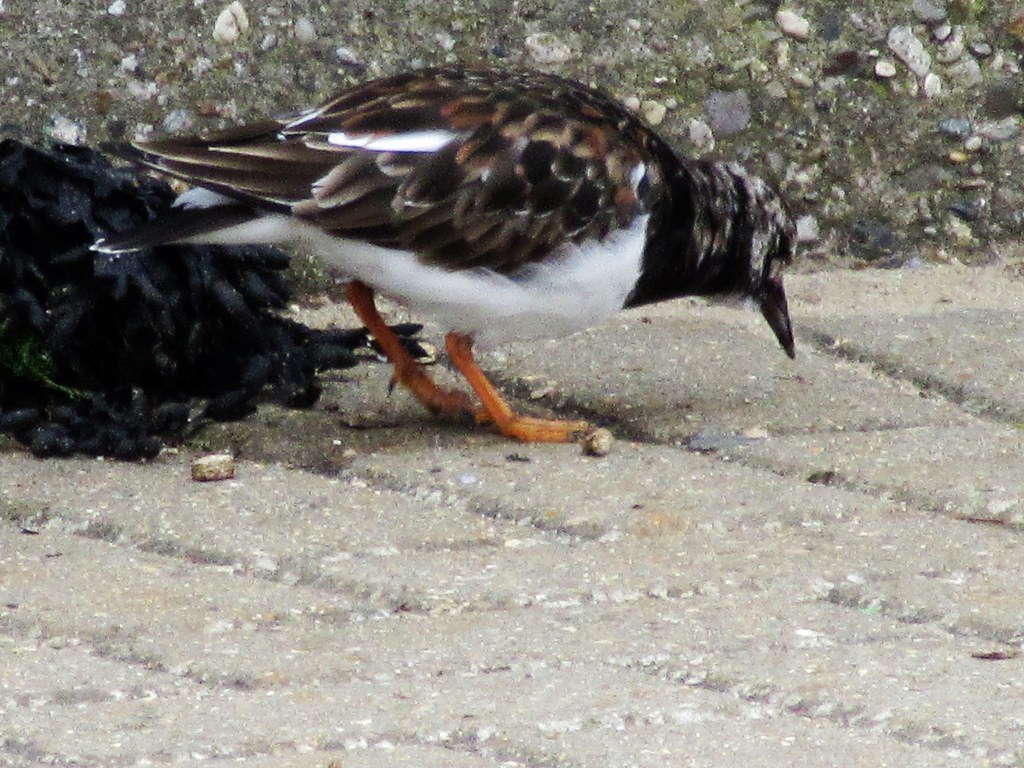Turnstone GorlestononSea LookaroundAnne Flickr