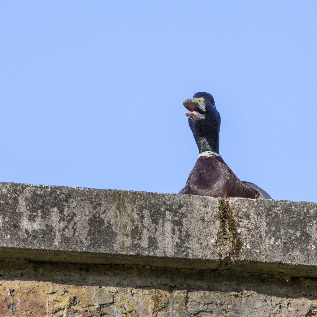 Duck D'Orleans 220415 CMC (16)_1 Mallard duck who has beco… Flickr