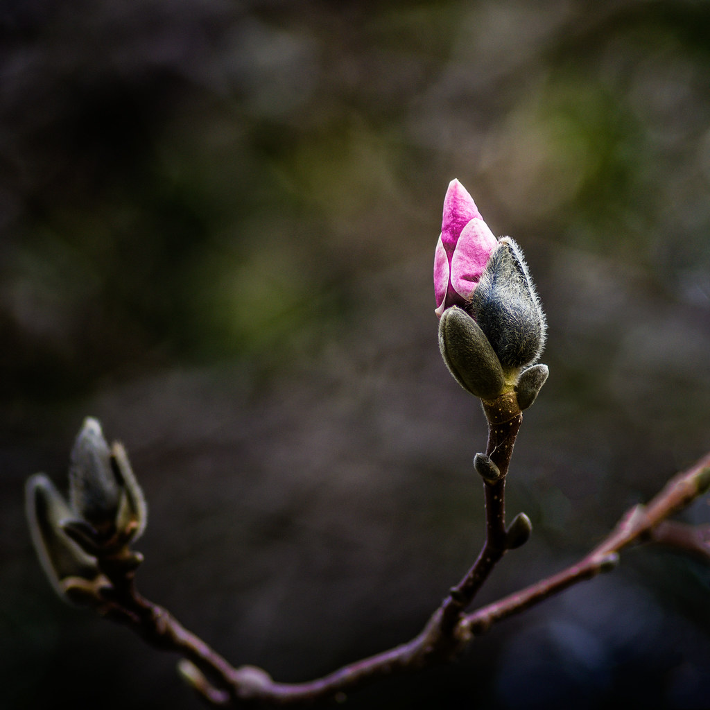 Teaser Emerging Japanese Magnolia flower bud in a neighbor… Flickr