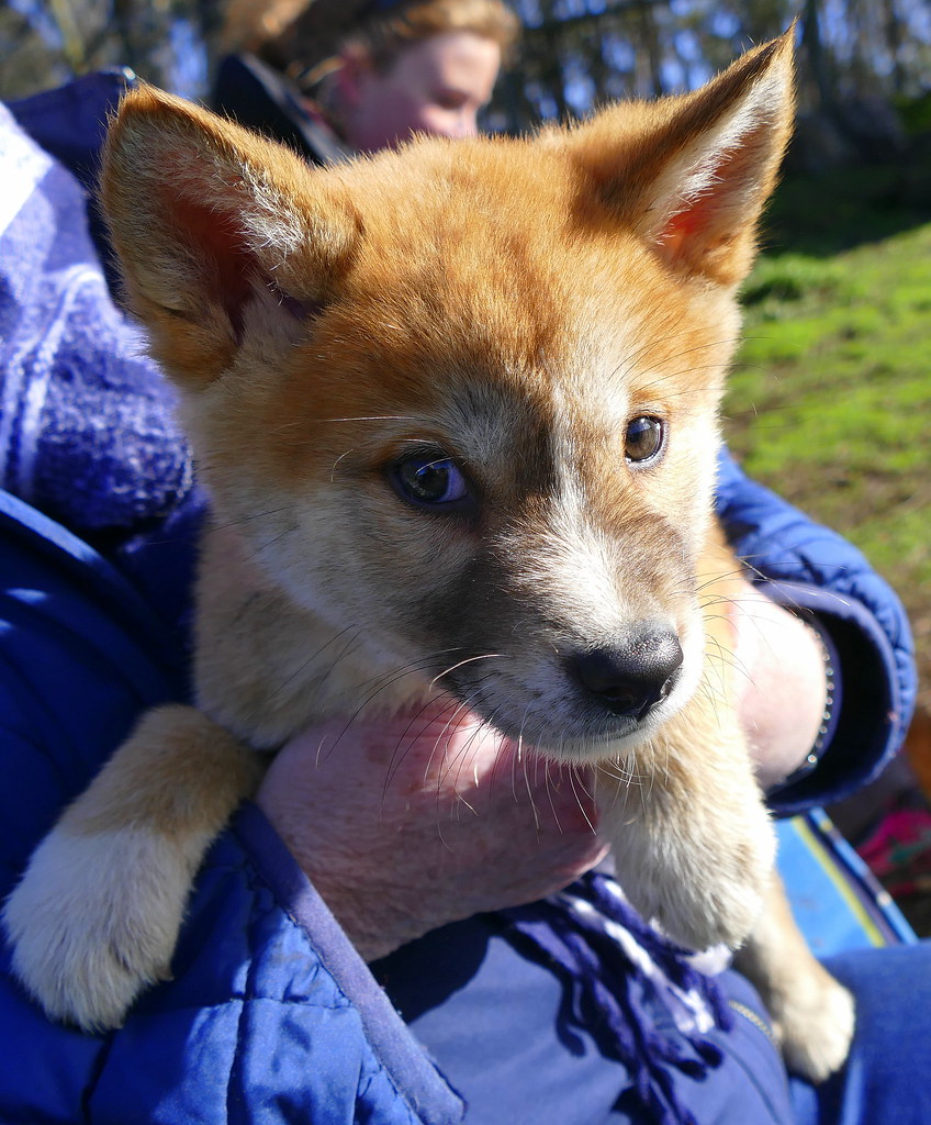Dingo puppy... Spent a delightful morning at the Dingo Dis… Flickr
