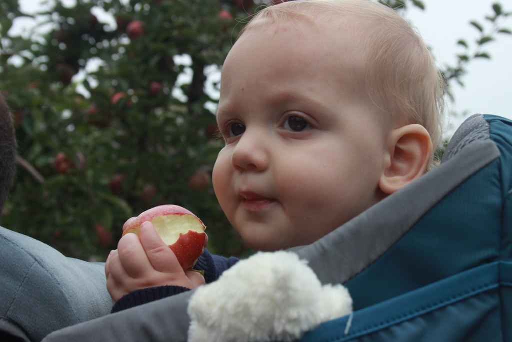 Apple Picking, Oct.8, 2016 Russell Carman Flickr