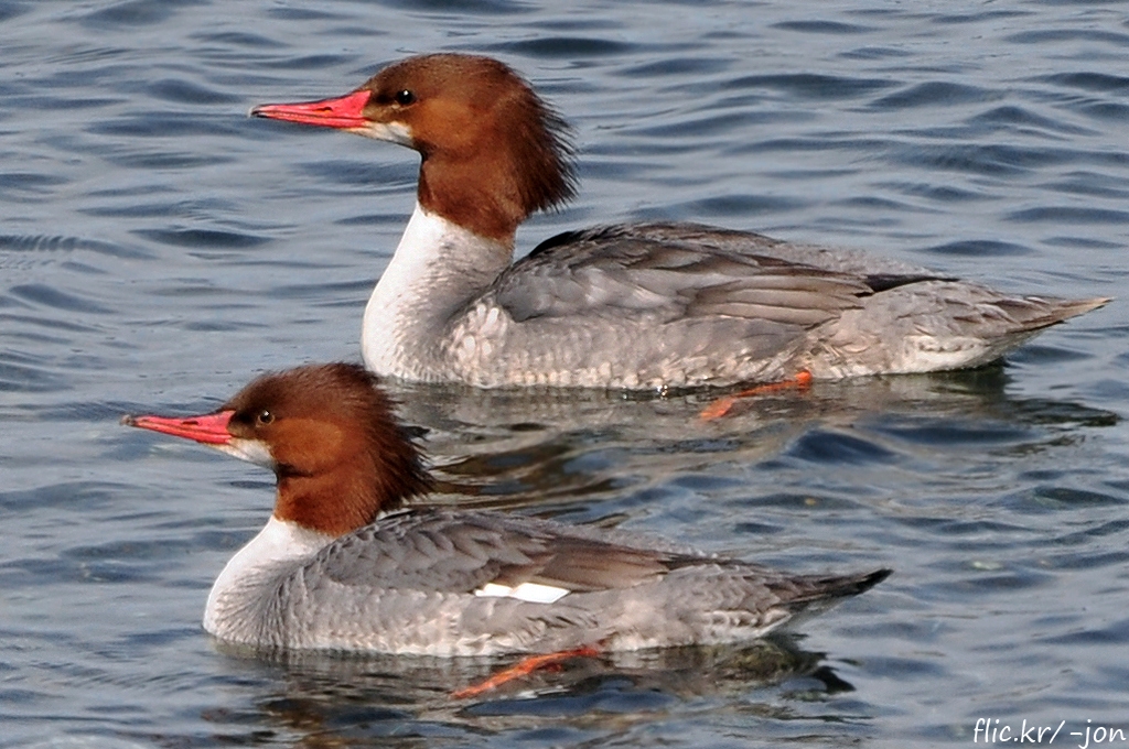 20150326 Common Merganser Ducks (09) (1024x680) a photo on Flickriver