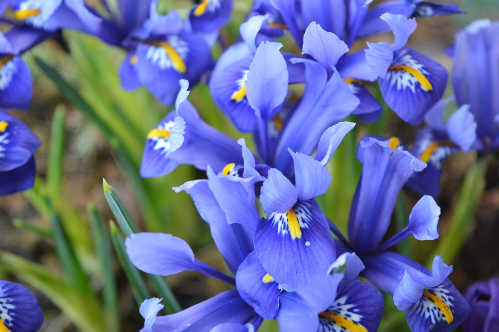 Fleurs Printemps Iris Nathy Du Luxembourg Flickr