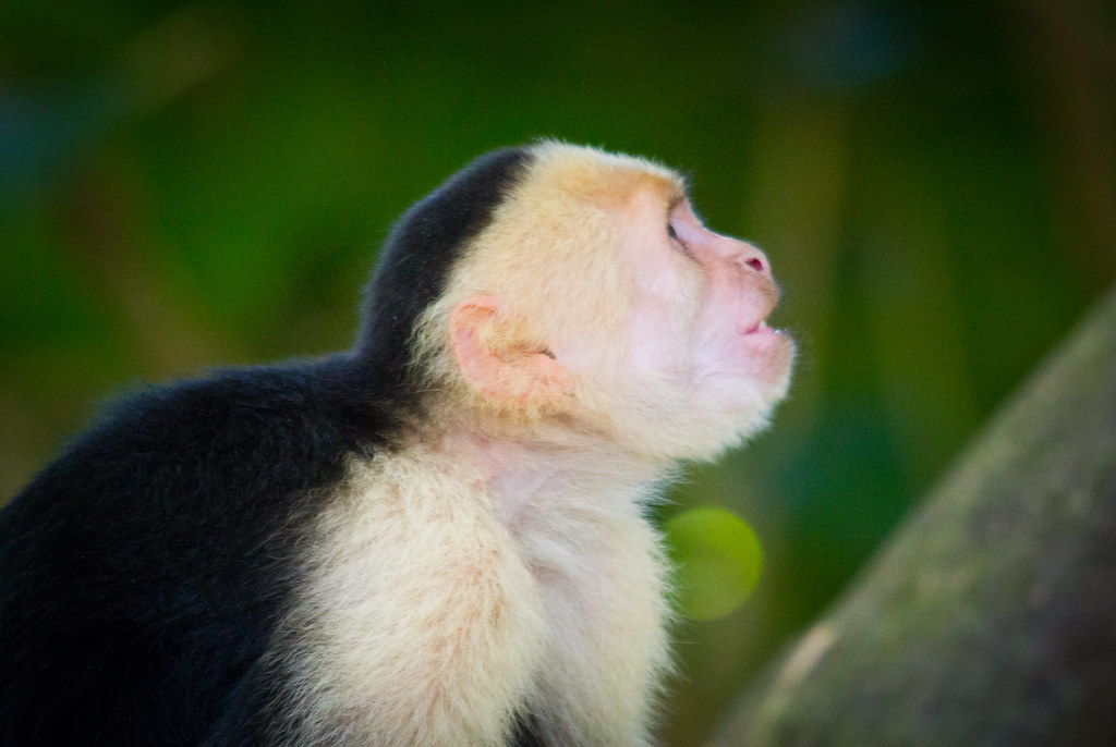 Spider Monkey Found in the forest around Manuel Antonio Na… Flickr