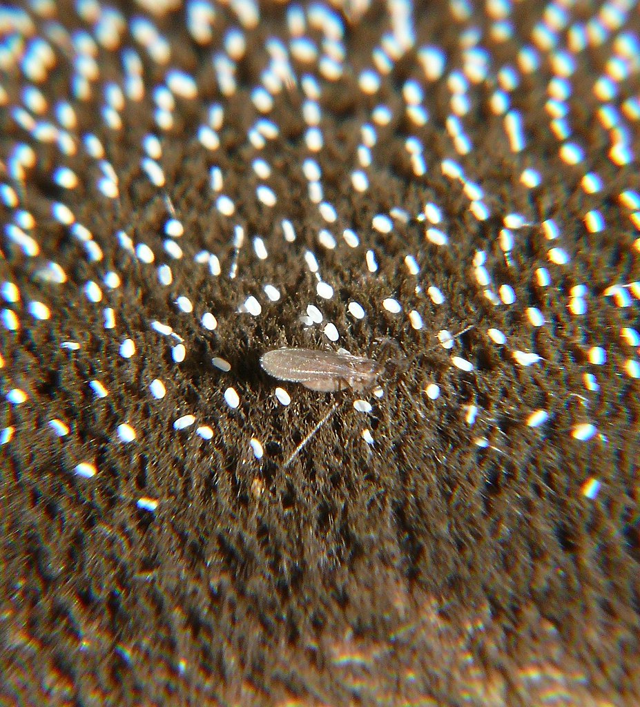 Gnat fly feeding on Micro size neuroptera eggs, survival i… Flickr