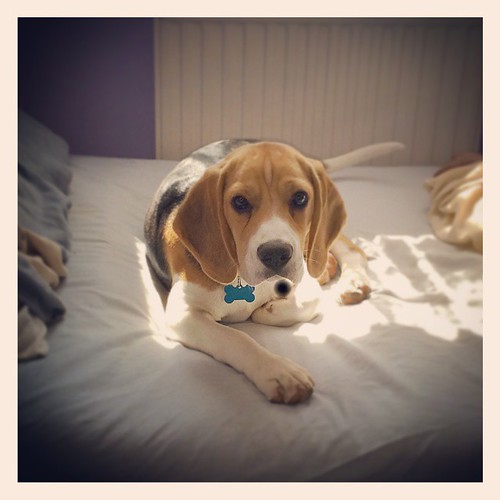 When it goes quiet you start looking for a beagle. whatme… Flickr
