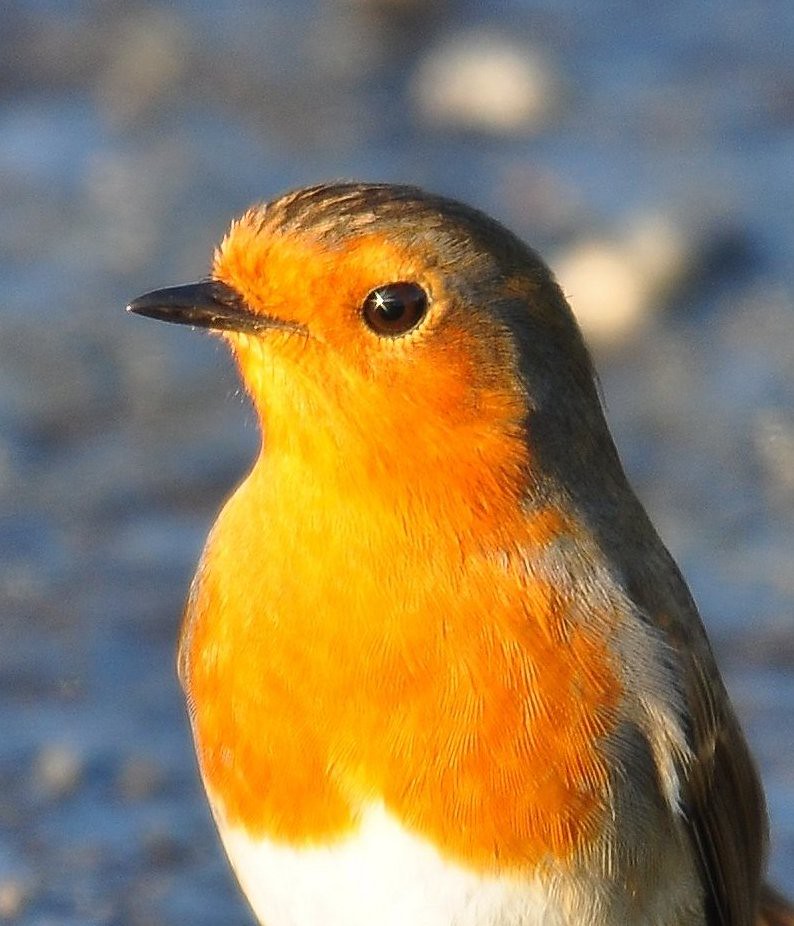 Robin Red Breast Robin enjoying the sunshine. Swansea Airp… Flickr