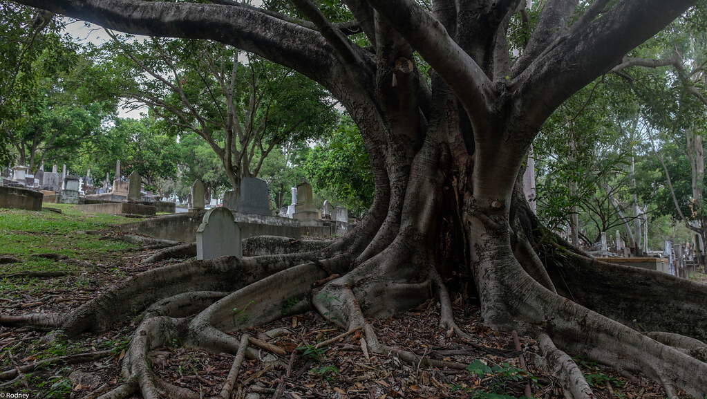 Dutton Park Cemetery Rodney Flickr