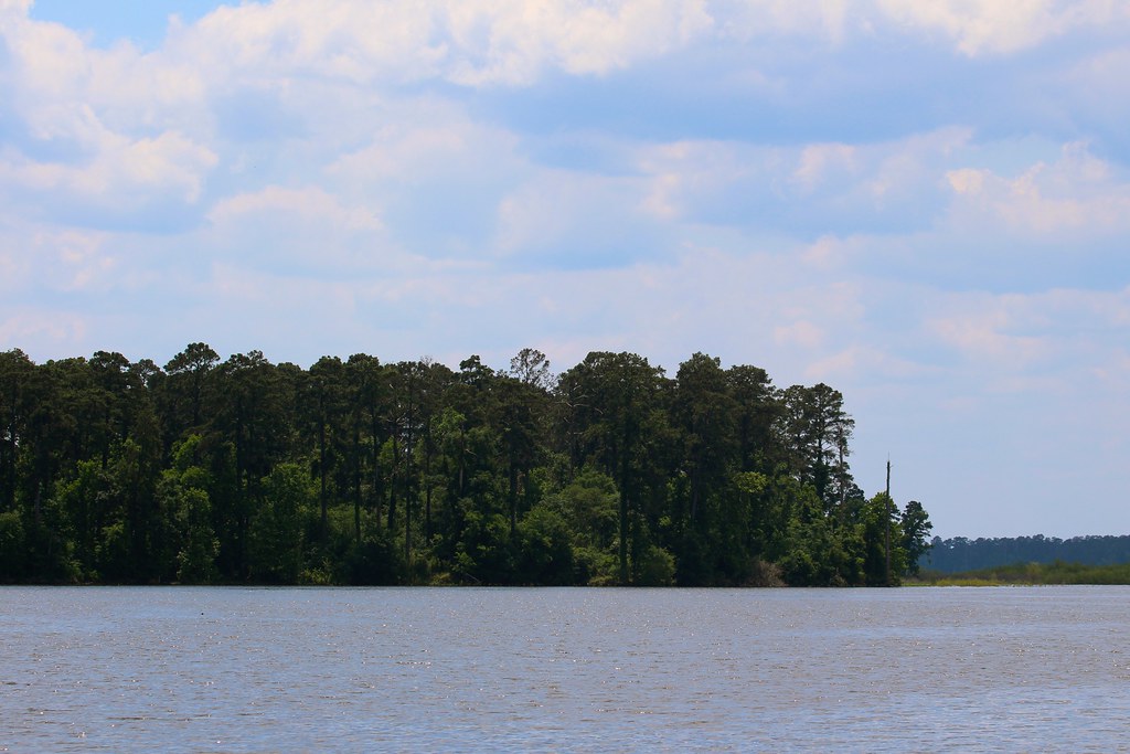 Piney woods on the shoreline of Lake Conroe TX Sam Houston… Flickr