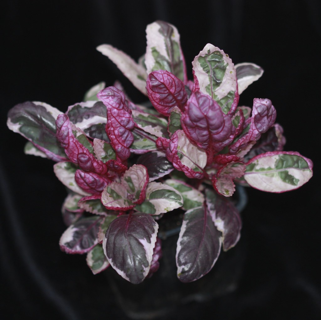 Hemigraphis 'Snow White', Waffle Plant This spontaneous mu… Flickr