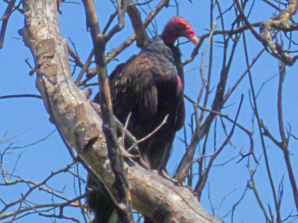 bird turkey vulture doc larsen trail P1020282 lynda fenneman Flickr