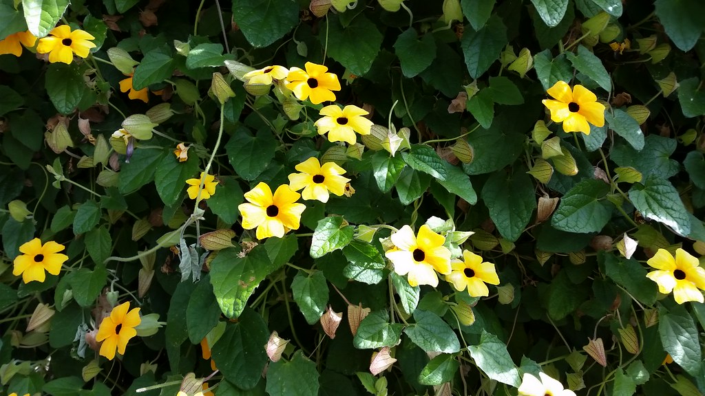 Blackeyed Susan vine, 7/7/16 altiemae Flickr