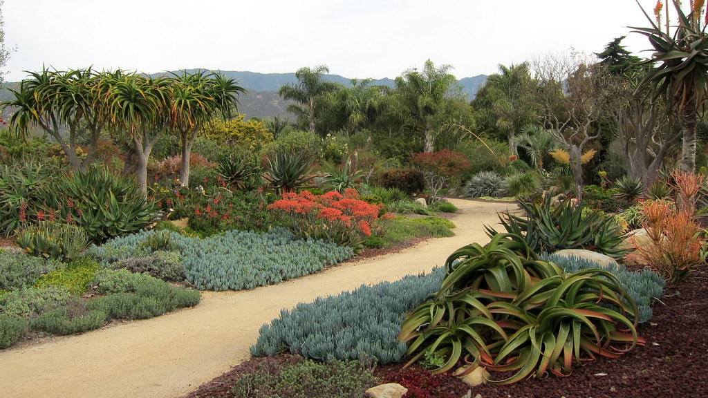 150317 100 Carpinteria Seaside Gardens Nursery, South Af… Flickr