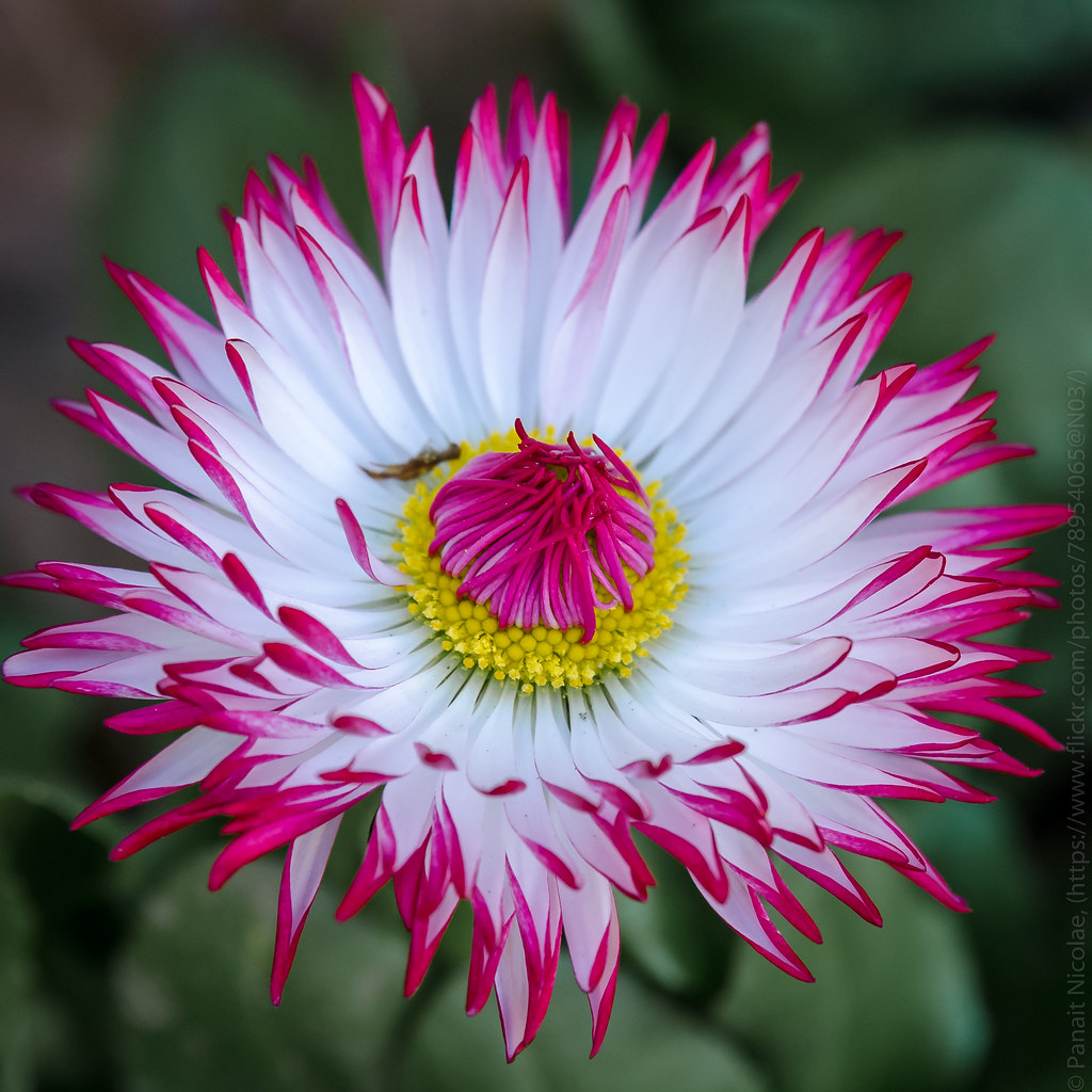 Spring flowers2513 Just another proof Spring is here. Tha… Flickr