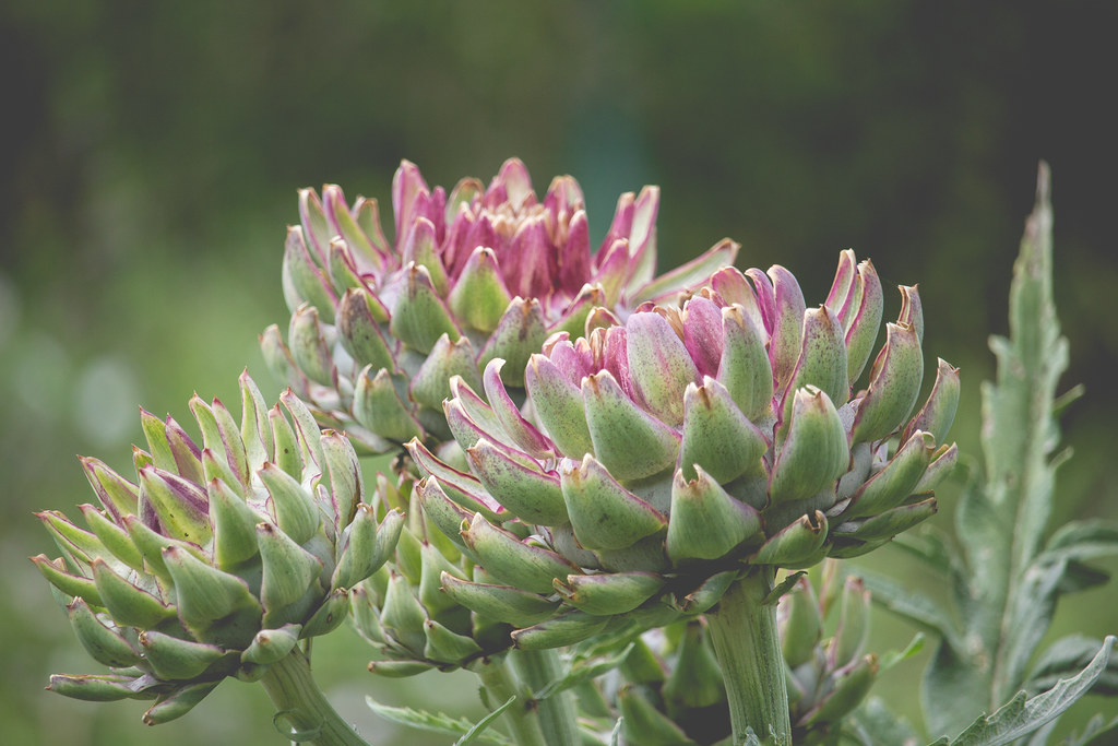 Artichoke flowers We ate most of them before flowering but… Flickr