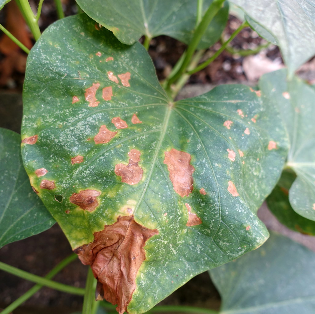Sweetpotato Leaf spots Pathogen Undetermined, possibly P… Flickr