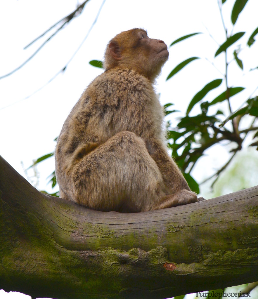 Barbary Macaque Sitting Taken at Trentham Estate Monkey Fo… Flickr