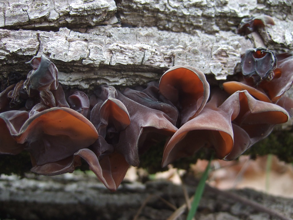 jelly ear mushrooms Wendell Smith Flickr