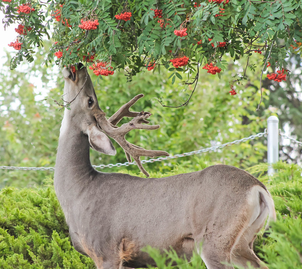 Canadian Stag, Eating Hey Fritters Flickr