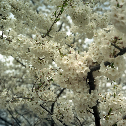 Cherry Blossoms Lexington, Kentucky Pentacon Six Biometar … Flickr