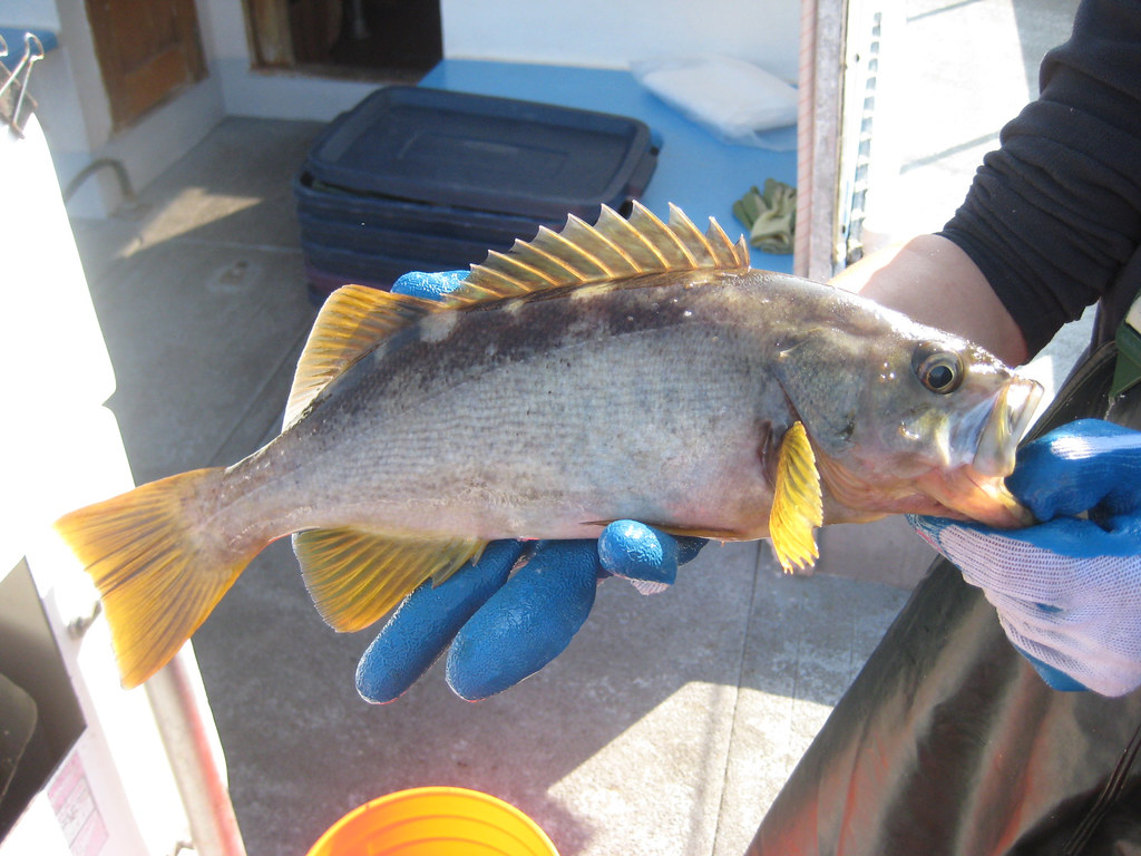 Olive Rockfish S. serranoides Photo by Noëlle Yochum Flickr