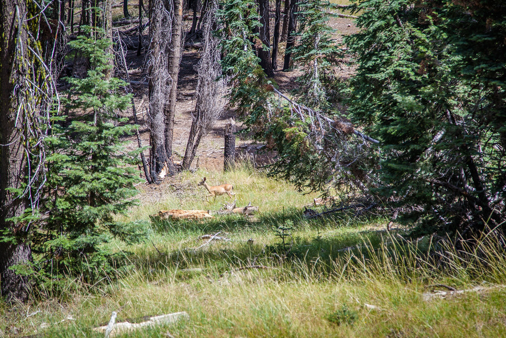 IMG_6326 TrinityAlps Caribou Lakes Old Caribou Trail … Flickr
