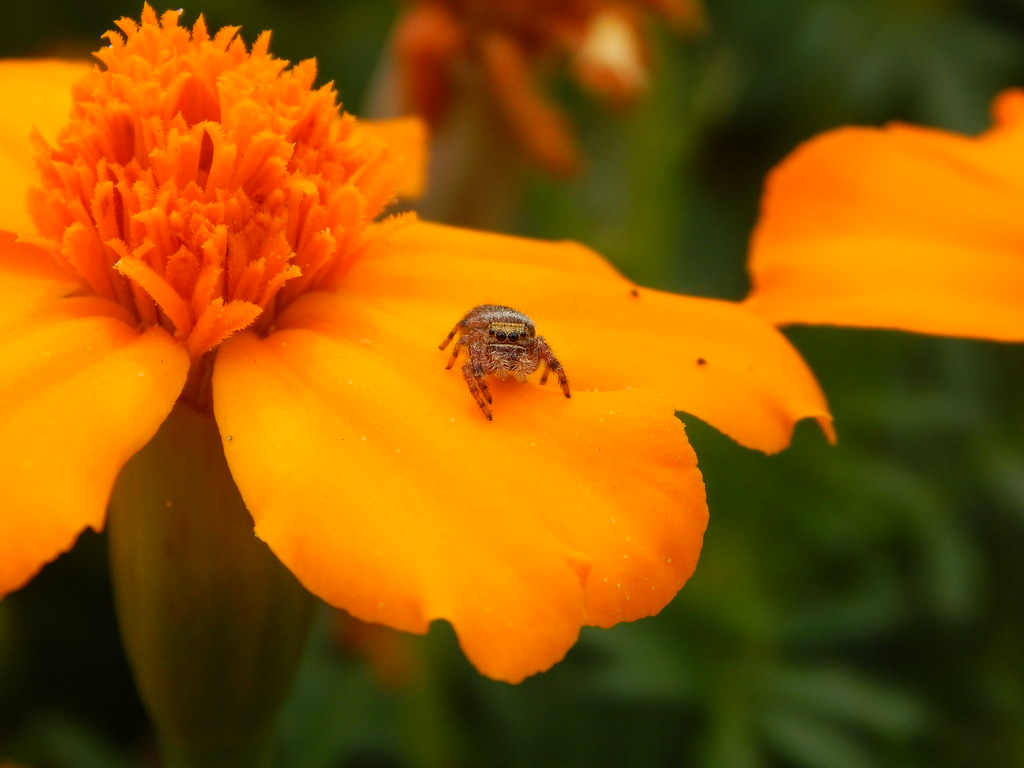 Marigold with FourEyed Jumping Spider Go to large size an… Flickr