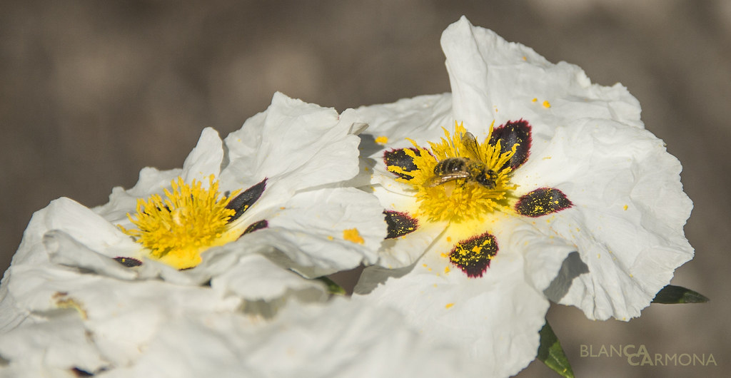 Polinización Blanca Carmona Flickr