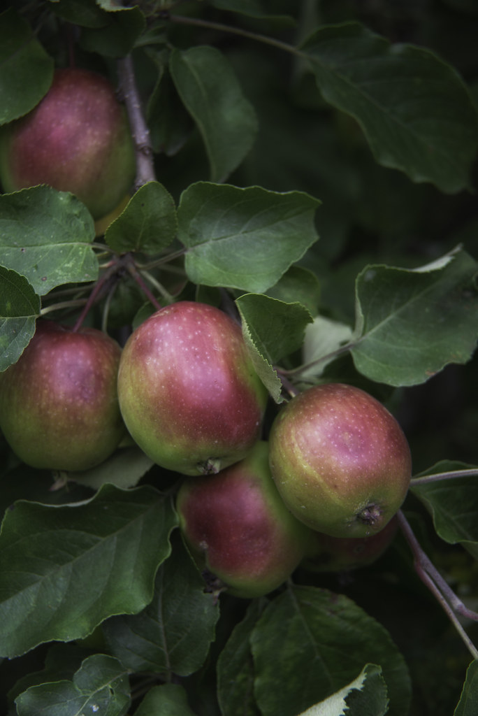 160807_002 Wild Apples These wild apples grow freely on ou… Flickr