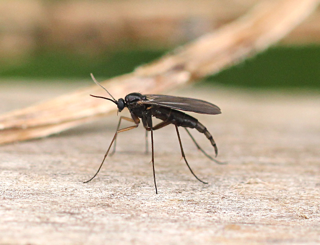 Black fungus gnat_1999 Penny Metal Flickr