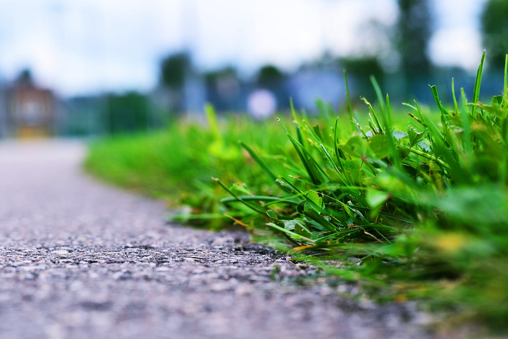 Roadside grass Green grass on the edge of the road Mariia