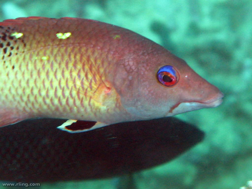 Diana's Hogfish Portrait of a Redfin Hogfish (Bodianus dic… Flickr