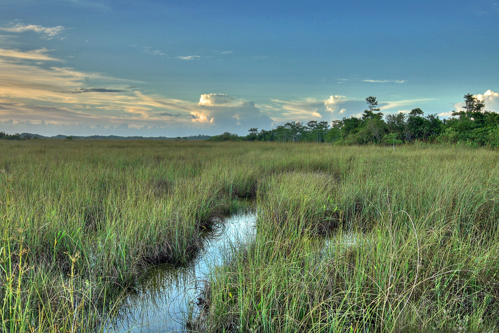 Sawgrass Prairie NPS Photo G. Gardner Everglades National Park Flickr