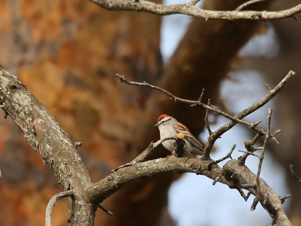 Chipping Sparrow Brookford Farm, Canterbury, NH Ann & Brad Taylor Flickr