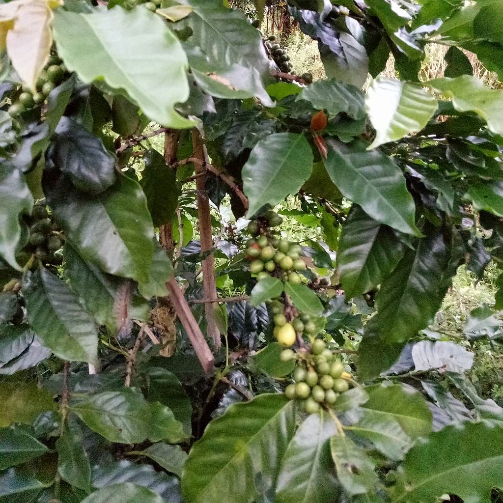 For the coffee lovers, coffee plant via Instagram ift.tt/2… Flickr