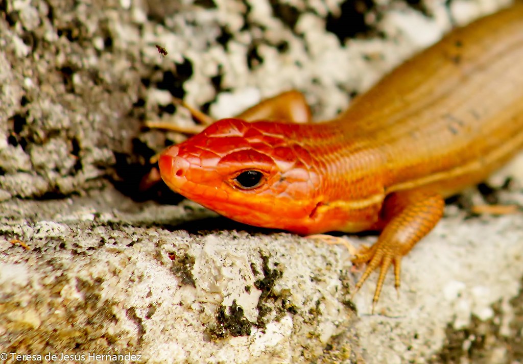 IMG_4736 Orange headed Lizard Florida teresa hernandez