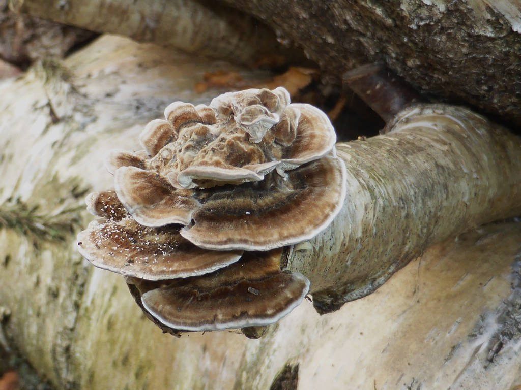 Fungi eating the Firewood epitree Flickr