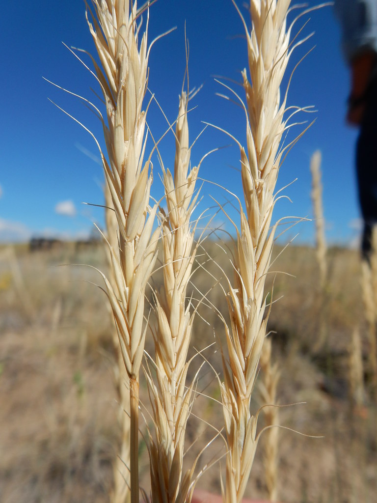 Agropyron (Elymus) albicans Montana wheatgrass is of hybri… Flickr