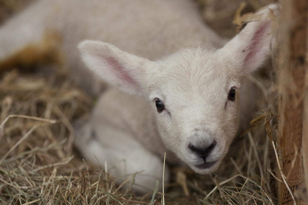 White Lamb Portrait of a white baby lamb taken on Easter S… Flickr