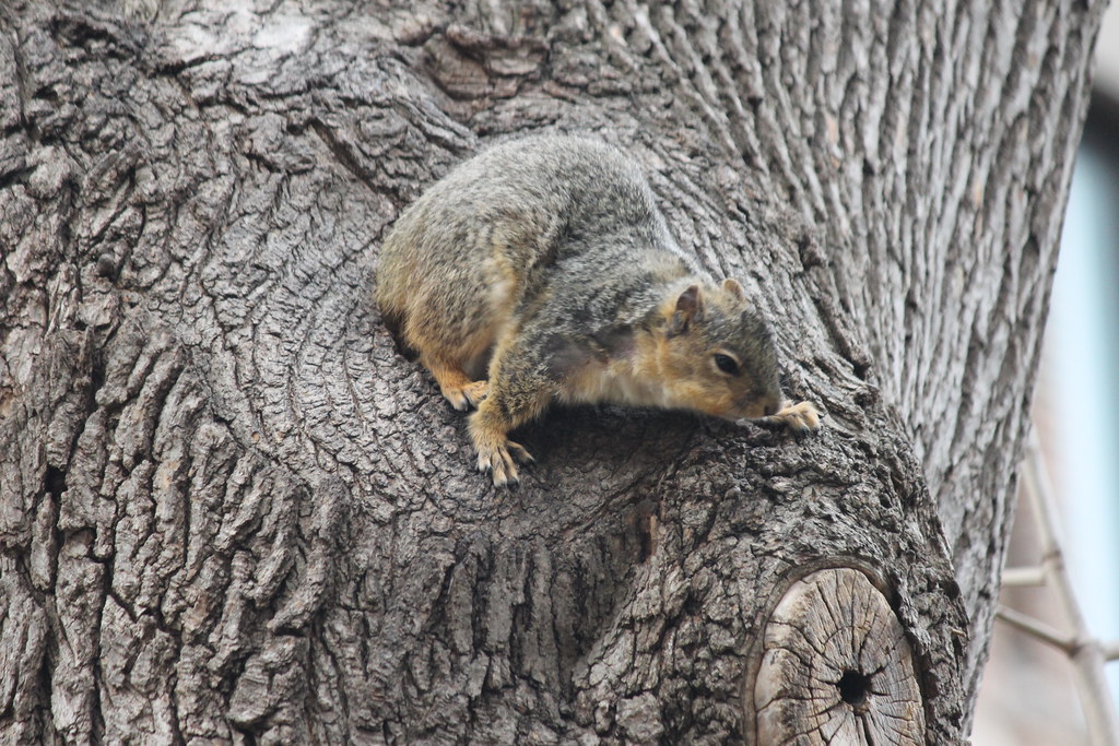 Squirrels & Squirrel Condo on a Cold Spring Day at the Uni… Flickr