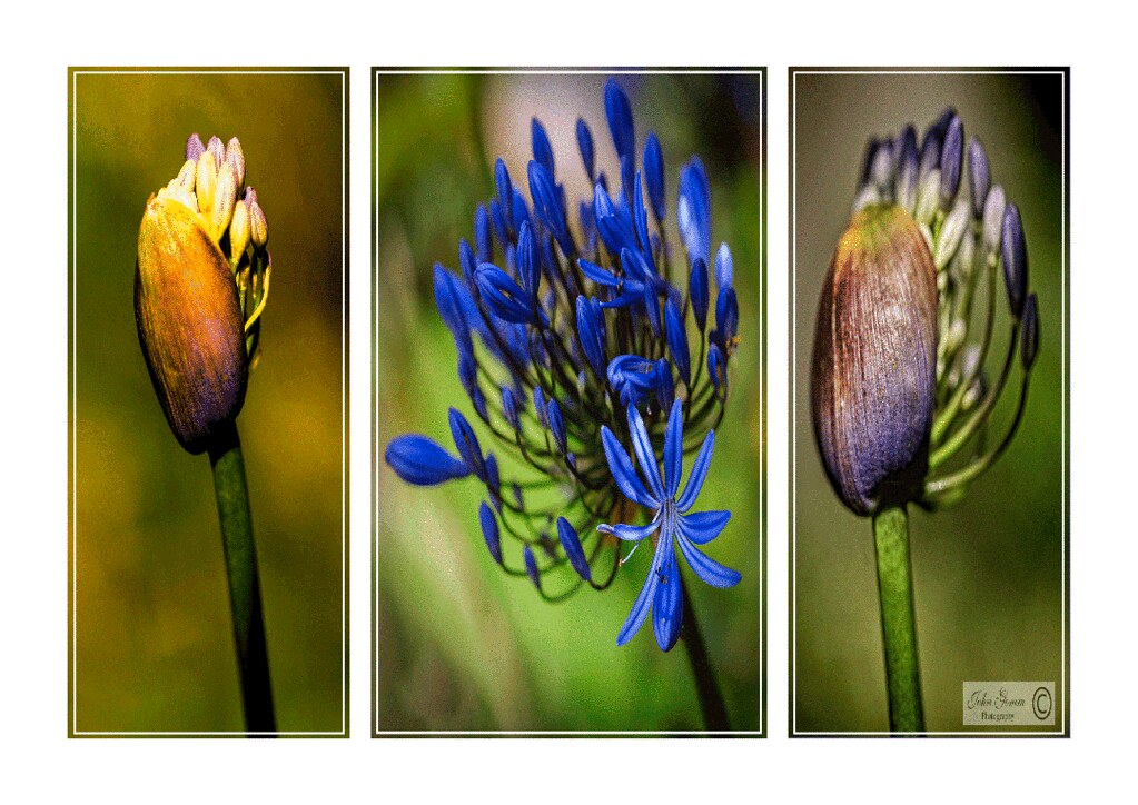 Agapanthus triptych camera Sony A6000 adapter canon lens … john's