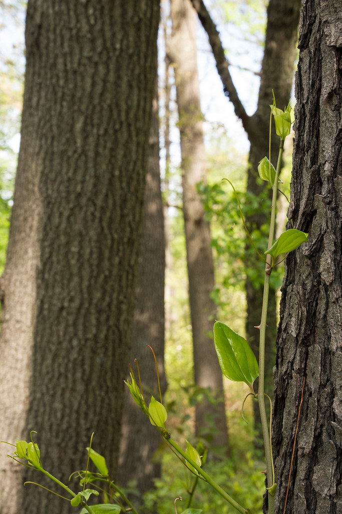 Coastal Plain Oak Forest Greenbrier (Smilax rotundifolia),… Flickr