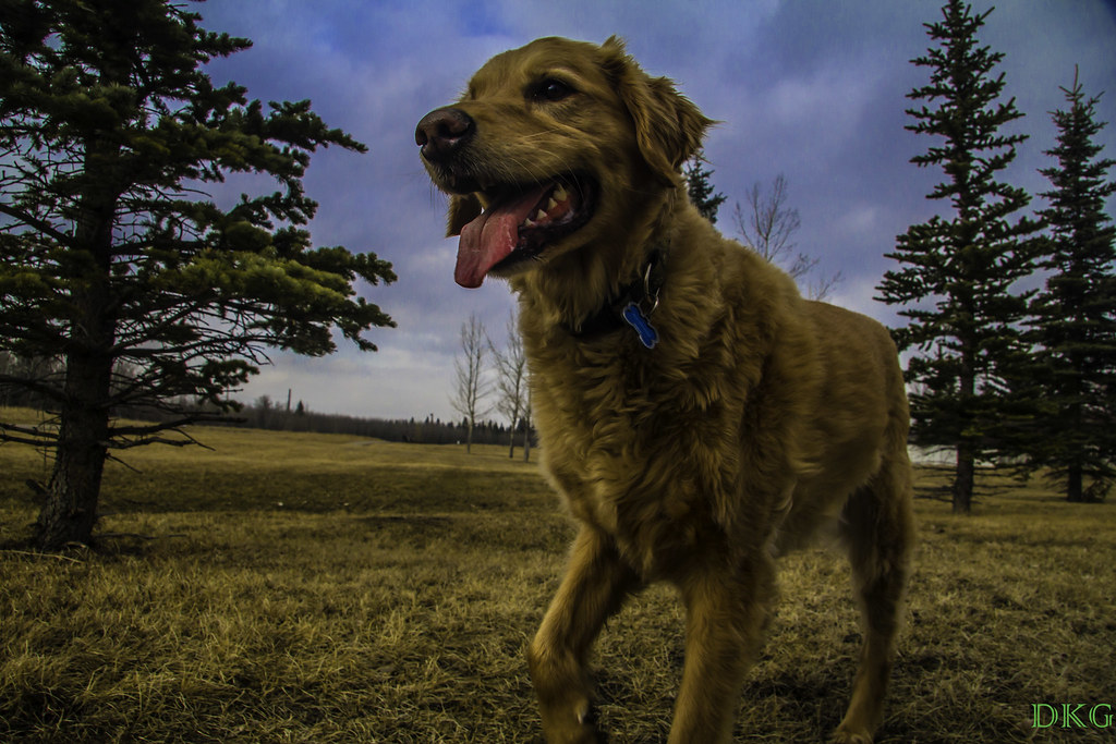 Mr. Jersey Dog sitting, figured I would take advantage and… Flickr